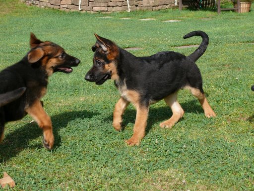 CUCCIOLI PASTORI TEDESCHI CON PEDIGREE TEDESCO