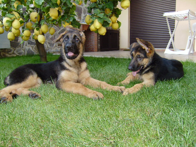 CUCCIOLO CON PEDIGREE TEDESCO E CUCCIOLO FIGLIO DI TARGA VOM ROTEN